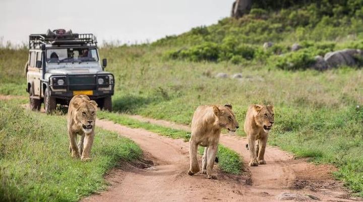 Explore Wildlife & Safari Travel Routes With Travel Planning, Parks, and Wildlife Details