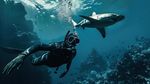Scuba Diving With Sharks Guide With Marine Life Insights and Safety Tips