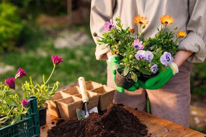 Gardening Tips and Insights for Creating Healthy and Attractive Home Gardens