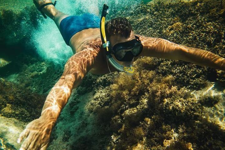 Ecological Kelp Forest Diving Guide With Marine Biodiversity and Diving Resources
