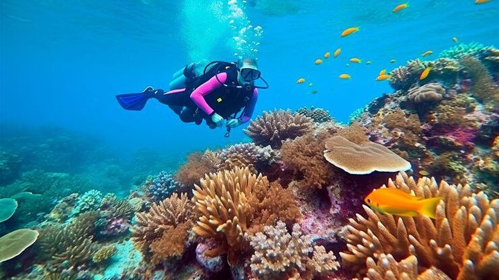 Maldives Diving Guide With Coral Reefs, Marine Life, and Travel Insights