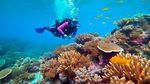 Maldives Diving Guide With Coral Reefs, Marine Life, and Travel Insights